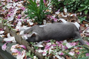 garden nap